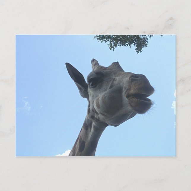 Giraffe Vykort (Framsida)