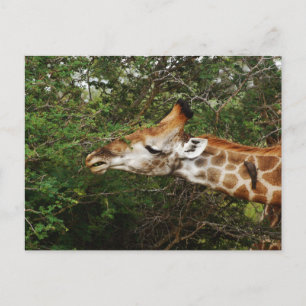 Giraffe Vykort