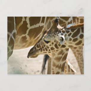 Giraffe ・ vykort