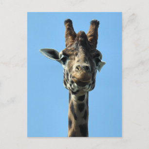 GIRAFFE VYKORT