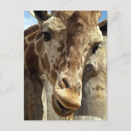 giraffe vykort