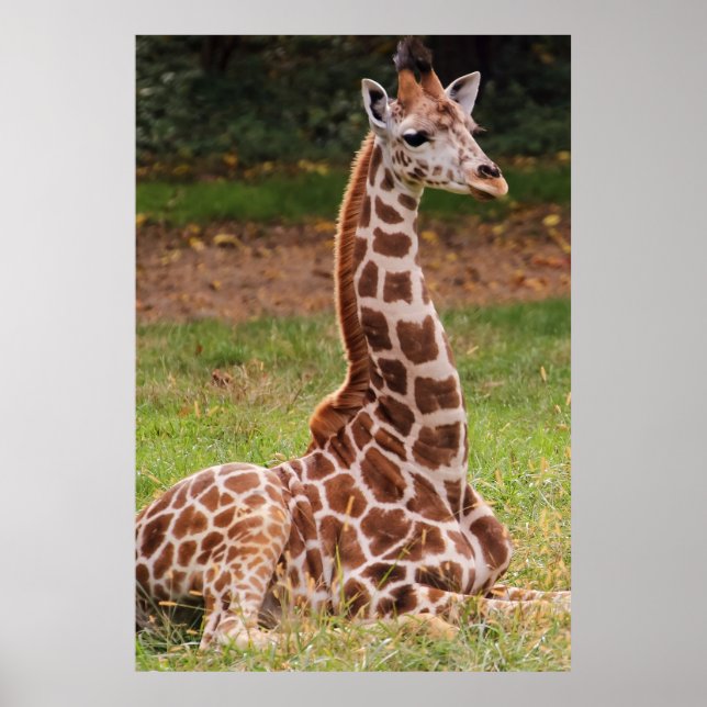 Giraffe Wildlife Animal Photo Poster (Framsidan)