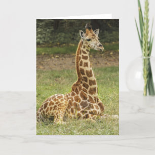 Giraffe Wildlife Kort