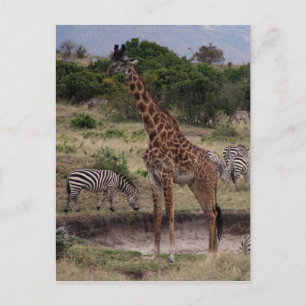 giraffe zebra vykort