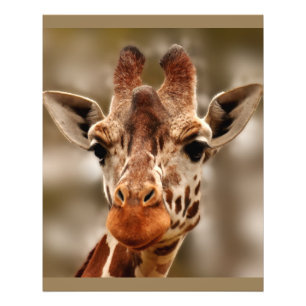 Giraffe Zoo Animal Porträtt Vild Fototryck