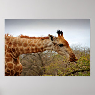 Giraffe Zulu Nyala Game Reserve South Afrika Poster