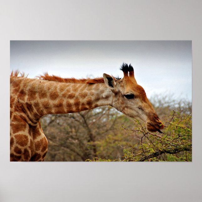 Giraffe Zulu Nyala Game Reserve South Afrika Poster (Framsidan)