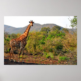 Giraffe Zulu Nyala Game Reserve South Afrika Poster