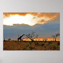 Giraffe Zulu Nyala Game Reserve South Afrika Poster