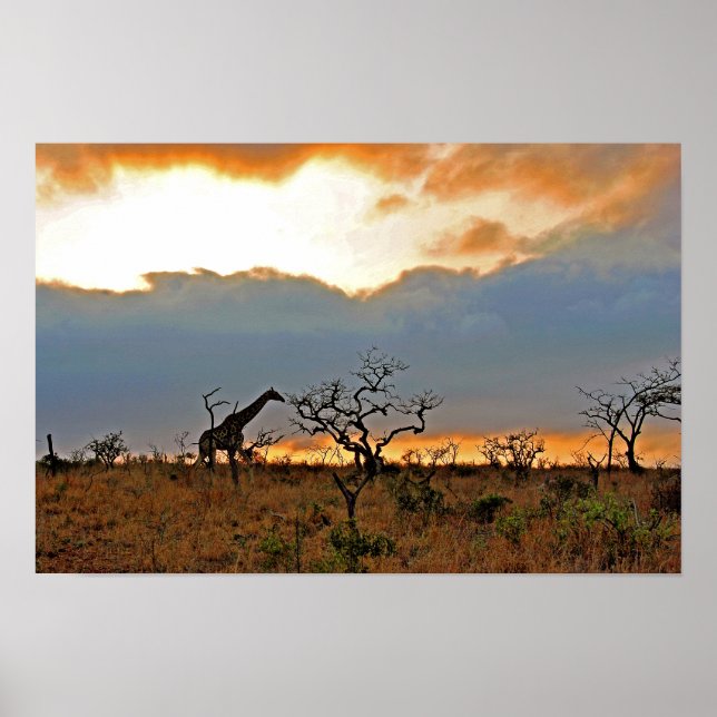 Giraffe Zulu Nyala Game Reserve South Afrika Poster (Framsidan)
