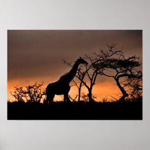 Giraffe Zulu Nyala Game Reserve South Afrika Poster