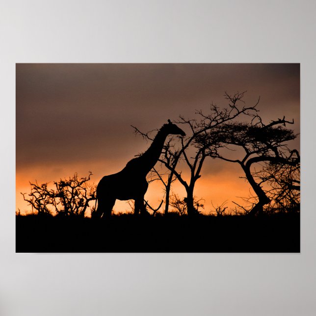 Giraffe Zulu Nyala Game Reserve South Afrika Poster (Framsidan)