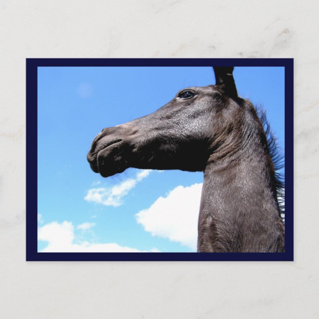 Giraffed Horse Postcards Vykort (Framsida)
