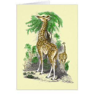 Giraffekort OBS Kort