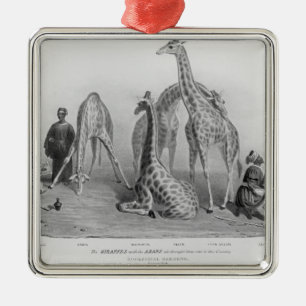 Giraffen med arabsna julgransprydnad metall