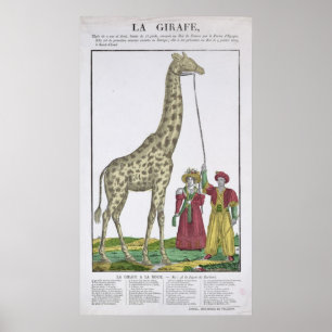 Giraffen som lagts fram för Kung Poster