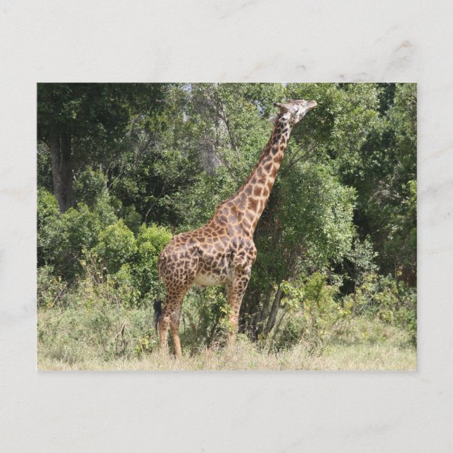 giraffens räckvidd vykort (Framsida)