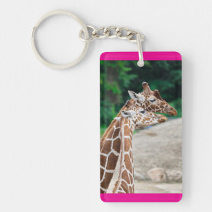 giraffer