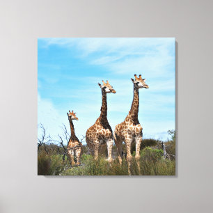 Giraffer i Endless Vista Canvastryck