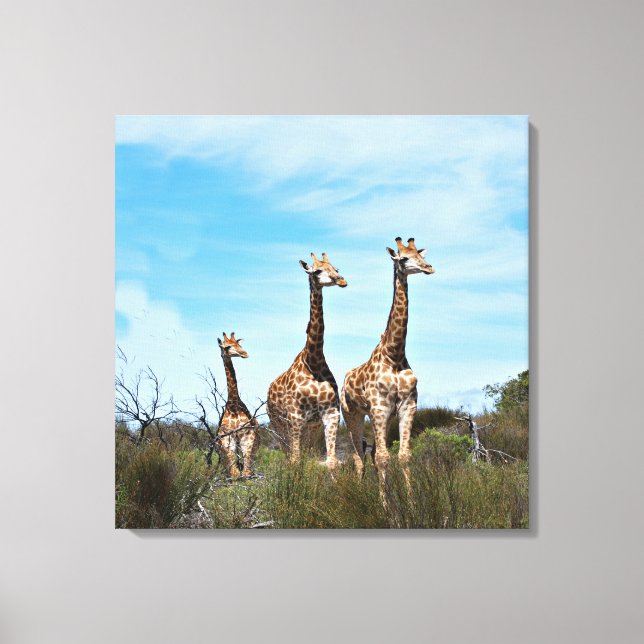 Giraffer i Endless Vista Canvastryck (Framsida)