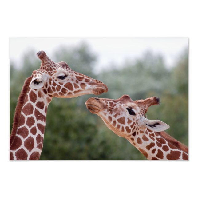 Giraffer i kärlekstryck fototryck (Framsidan)
