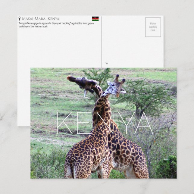 Giraffer i Masai Mara, Kenya Resebrevkort Vykort (Fram/baksida)