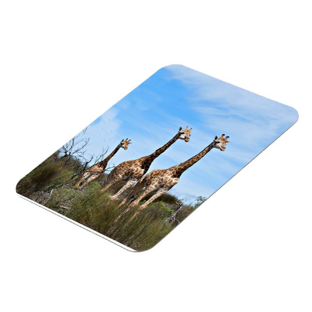 Giraffer i mjuk savannbelysning magnet (Vänstra Sidan)