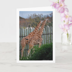 Giraffer i Park Kort