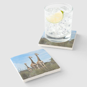 Giraffer i solbelyst terräng stenunderlägg