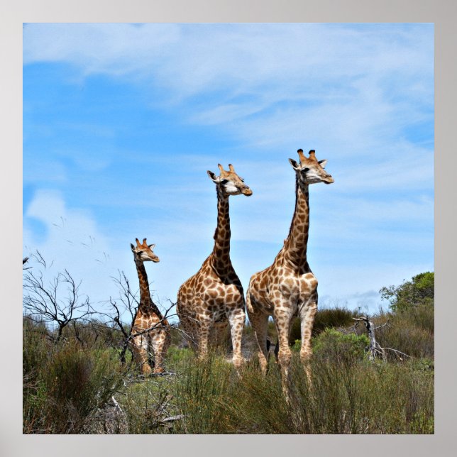 Giraffer i Uppåtvänd Stillhet Poster (Framsidan)