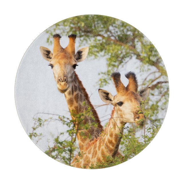 Giraffer kikande ovanför vegetationen (Framsidan)