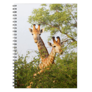 Giraffer kikande ovanför vegetationen anteckningsbok
