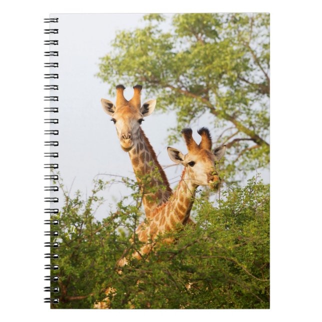 Giraffer kikande ovanför vegetationen anteckningsbok (Framsidan)