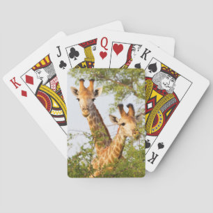Giraffer kikande ovanför vegetationen casinokort