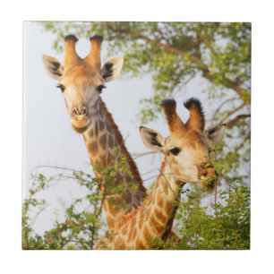 Giraffer kikande ovanför vegetationen kakelplatta