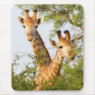Giraffer kikande ovanför vegetationen musmatta