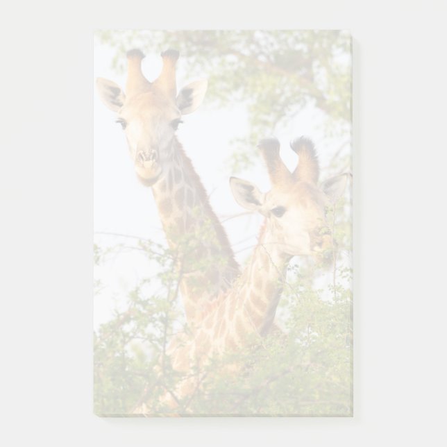 Giraffer kikande ovanför vegetationen post-it block (Framsida)