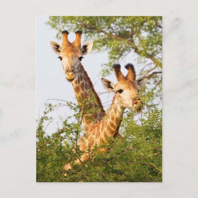 Giraffer kikande ovanför vegetationen vykort (Framsida)