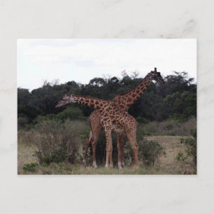 giraffer över nacke vykort