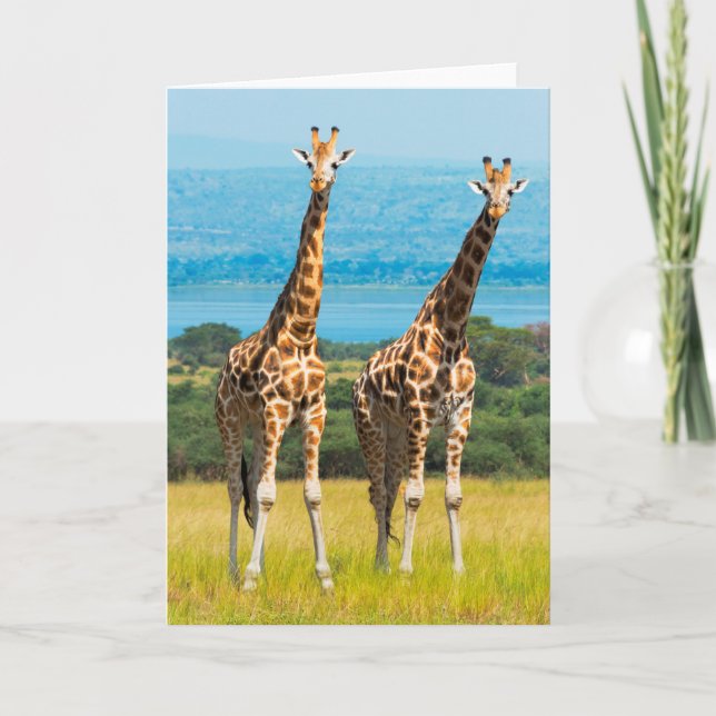 Giraffer på savannen, Uganda Kort (Framsida)