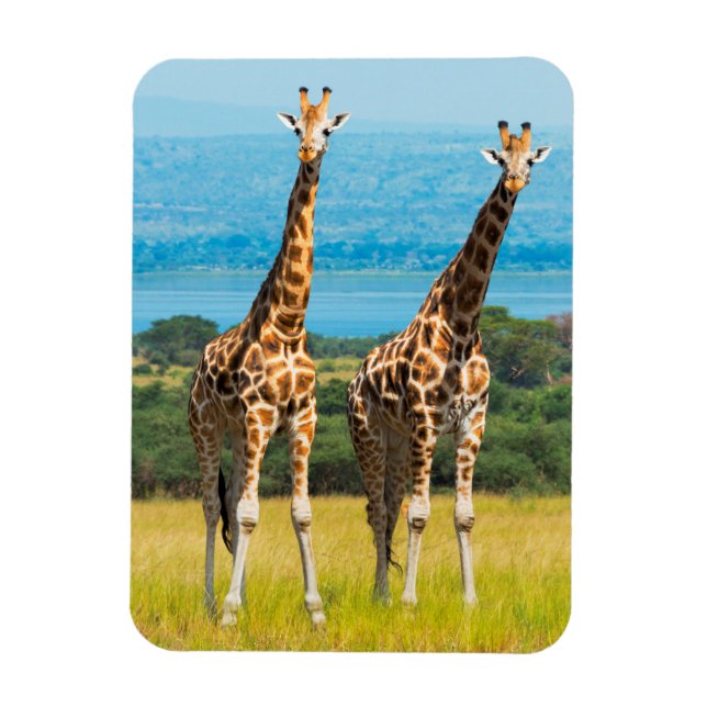 Giraffer på savannen, Uganda Magnet (Vertikal)