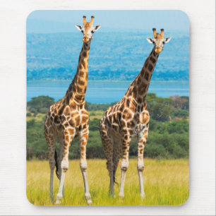 Giraffer på savannen, Uganda Musmatta