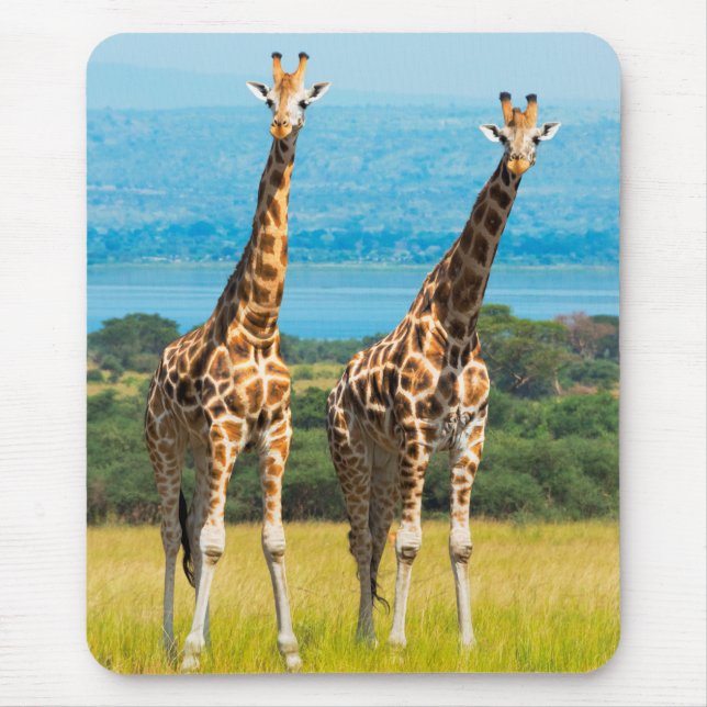 Giraffer på savannen, Uganda Musmatta (Framsidan)