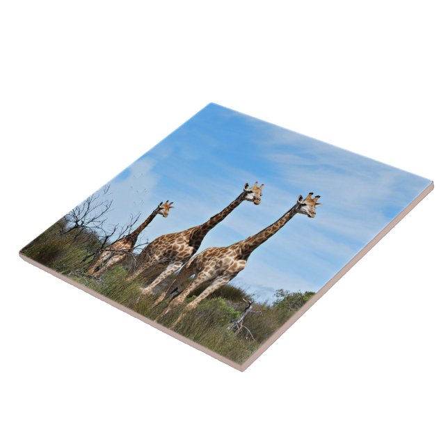 Giraffer på varma öppna slätter kakelplatta (Sidan)