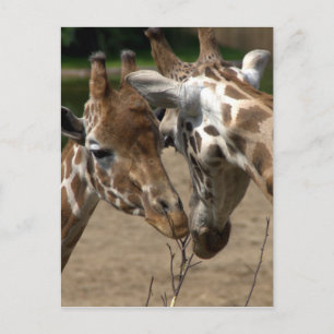 Giraffer Vykort
