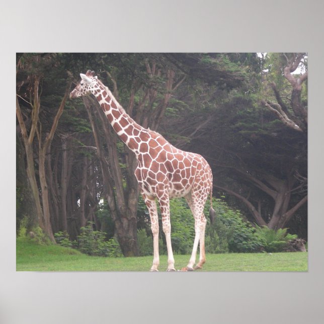 giraffes 002 canvas poster (Framsidan)