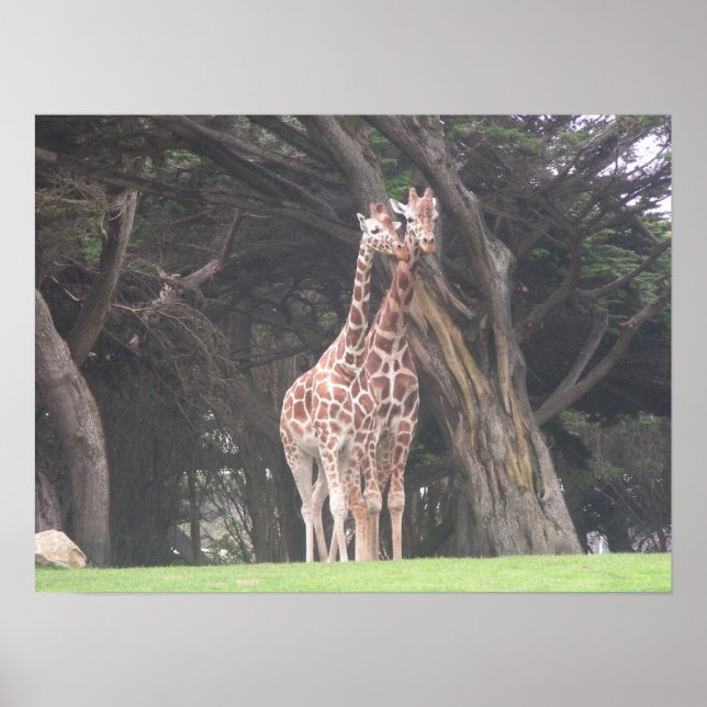 giraffes 003 canvas poster (Framsidan)