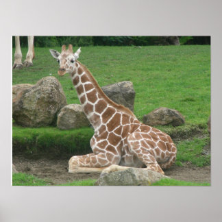 giraffes 005 canvas poster
