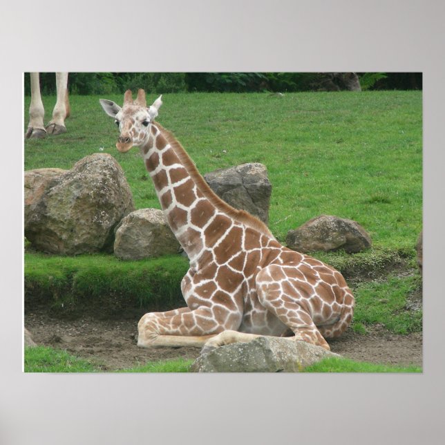 giraffes 005 canvas poster (Framsidan)