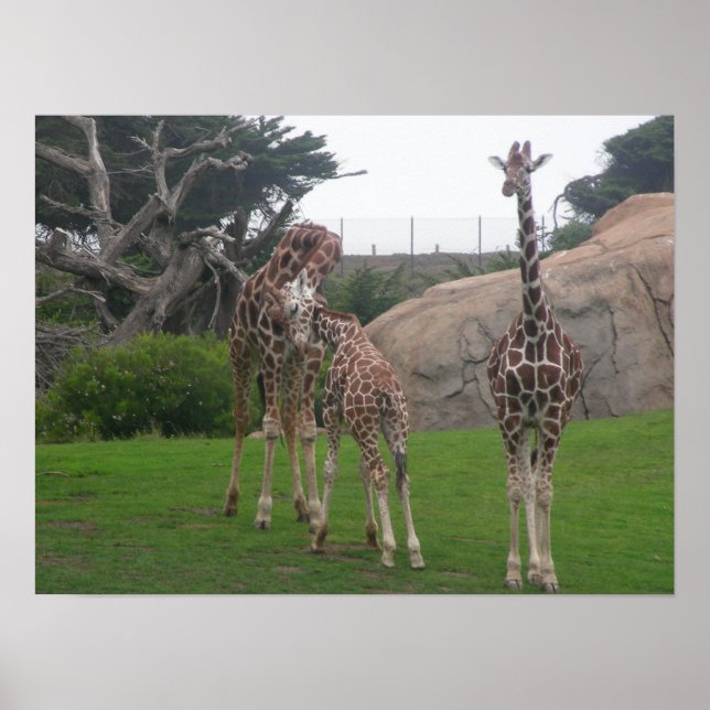 giraffes 006 canvas poster (Framsidan)